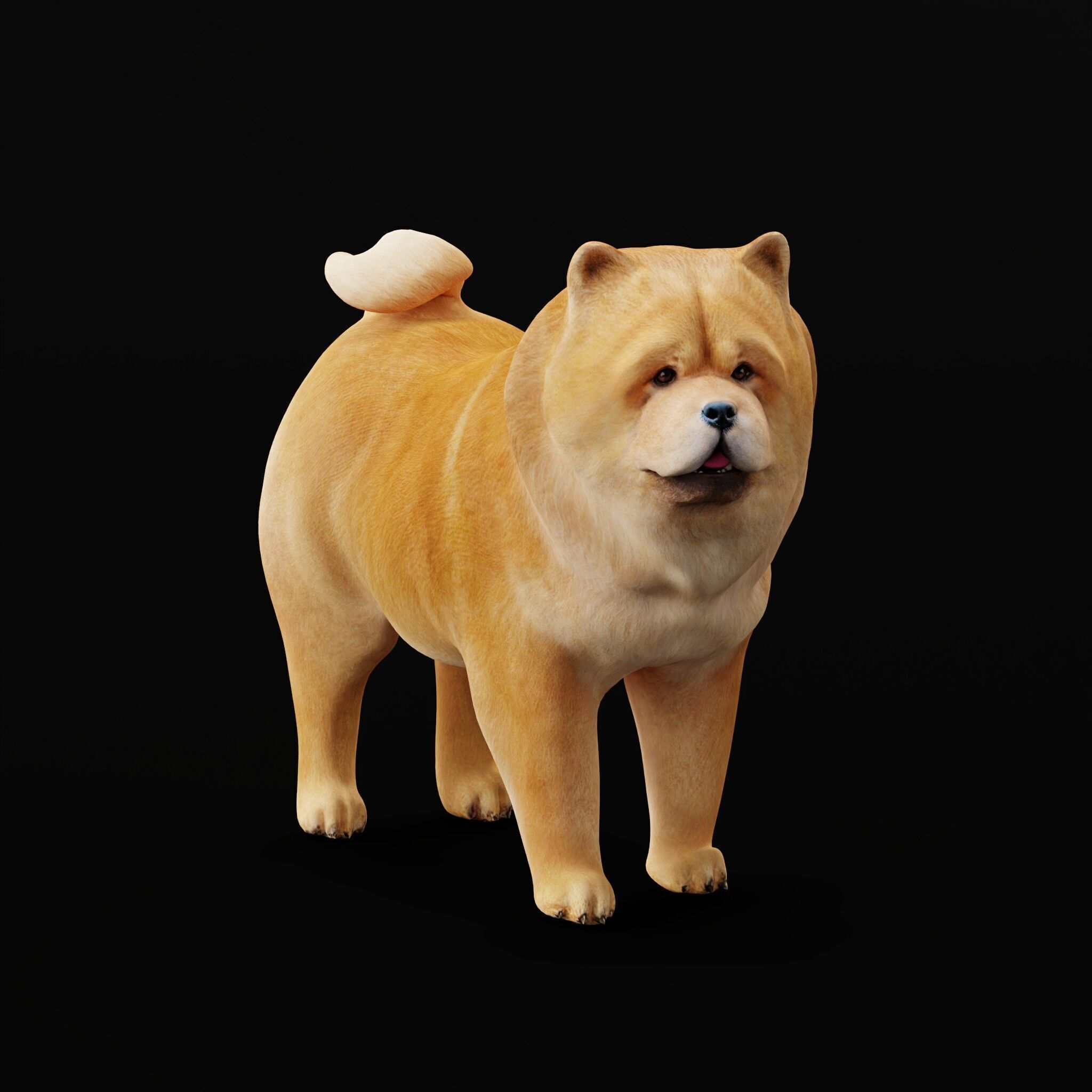 Chow Chow Dog Low-poly 3D model_47