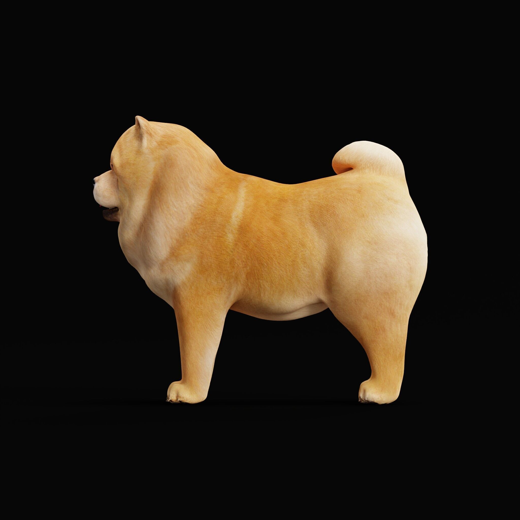 Chow Chow Dog Low-poly 3D model_46