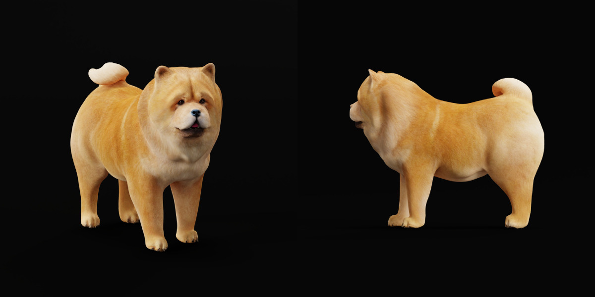 Chow Chow Dog Low-poly 3D model_33