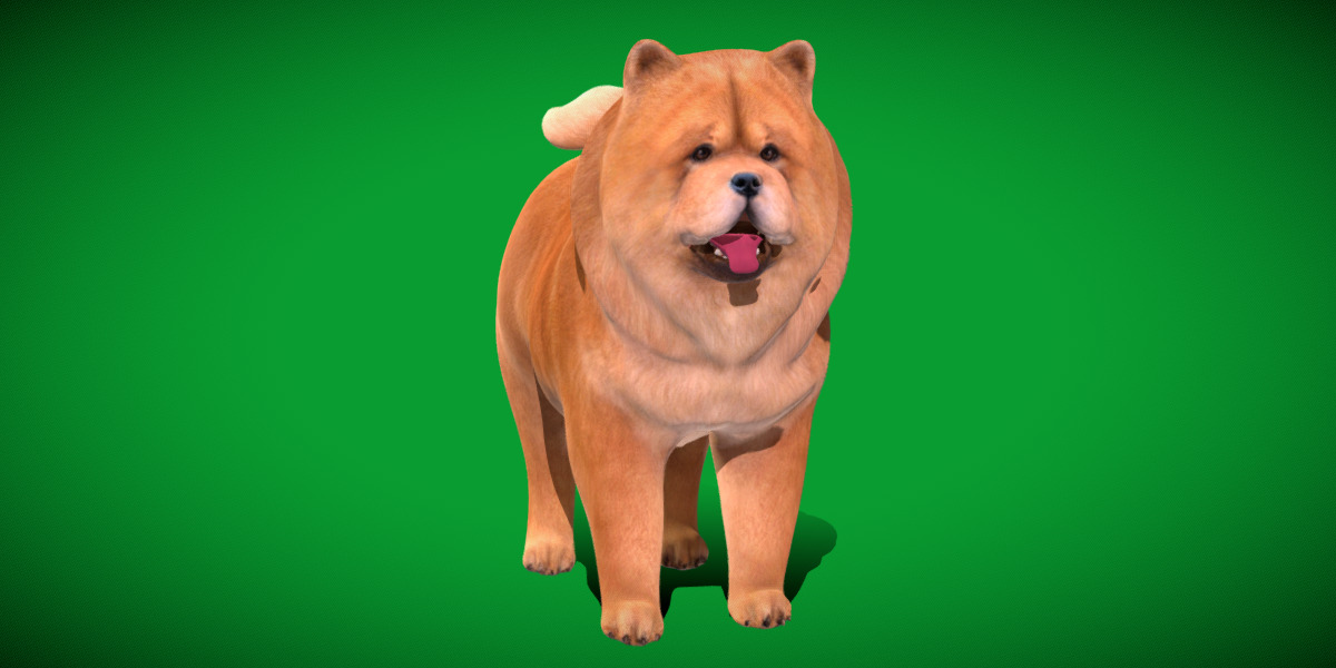 Chow Chow Dog Low-poly 3D model_22