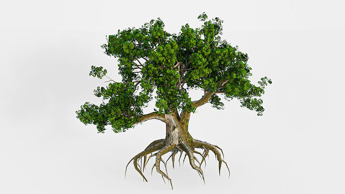 Highpoly Oak Tree  Realistic 3D Model 3D model