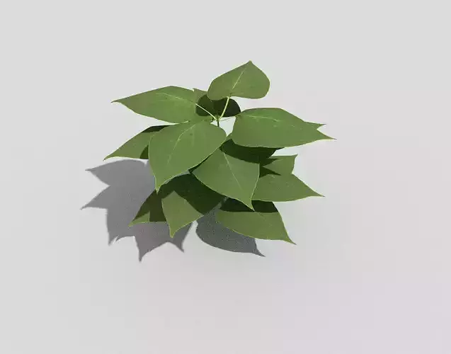 Low poly Plant leafy