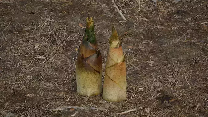 Bamboo shoots