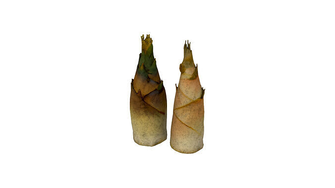 Bamboo shoots Low-poly 3D model 4