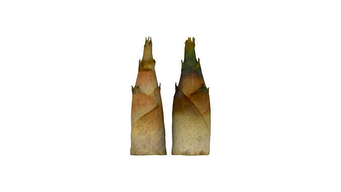 Bamboo shoots Low-poly 3D model 6