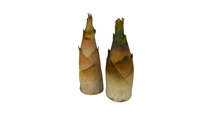 Bamboo shoots Low-poly 3D model 5