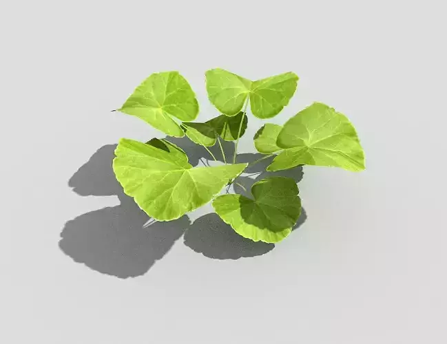 Low poly Plant ginkgo leaf