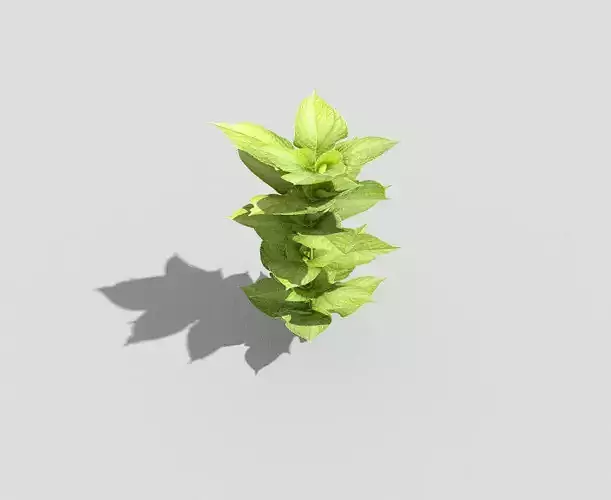 Low poly Plant basil