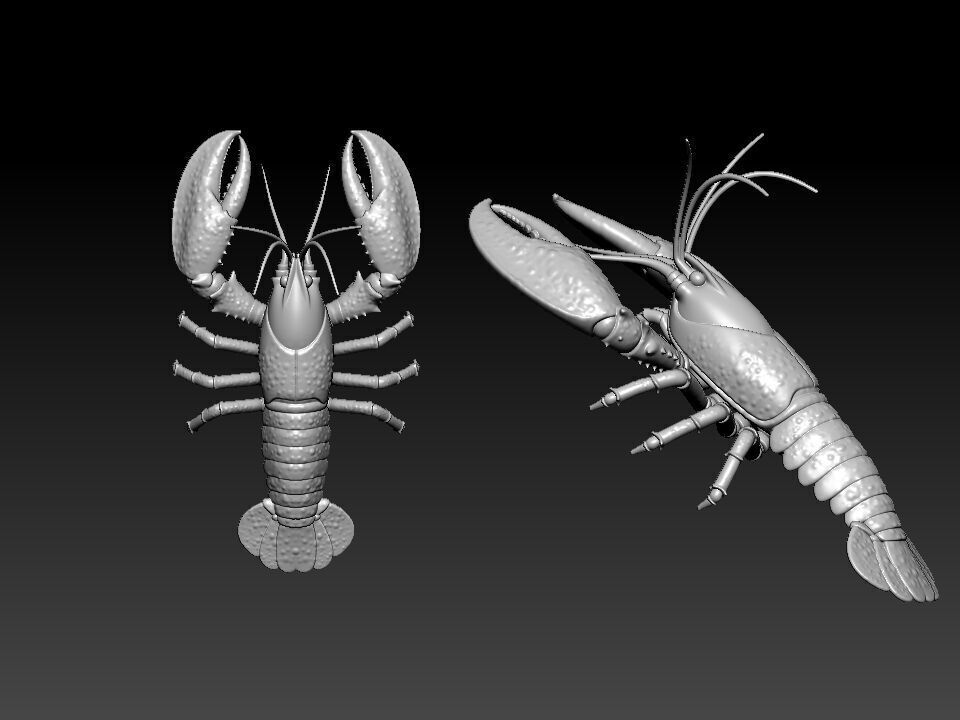Lobster - SEA LIFE MODEL - 3D print 3D print model_1