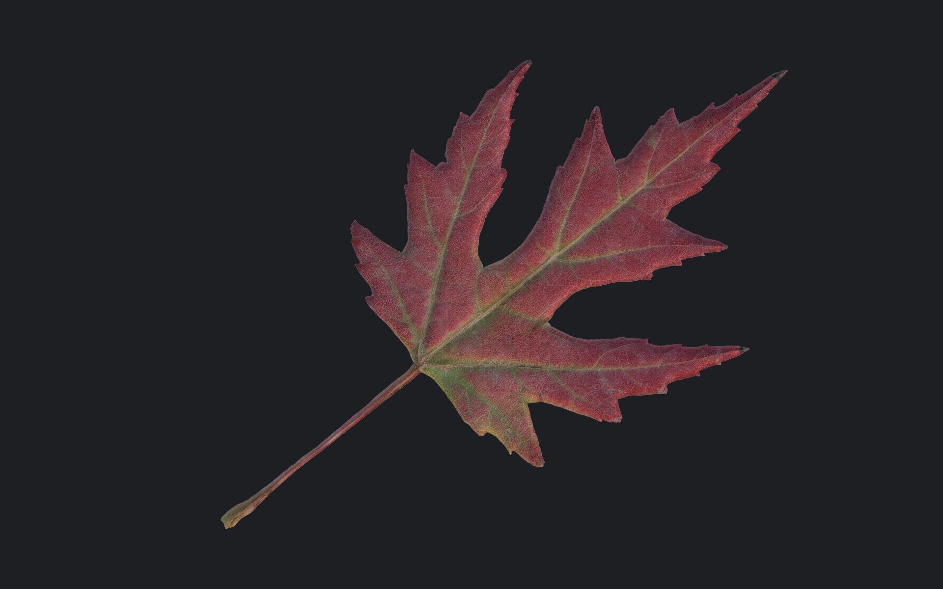 Maple Leaf Texture_14