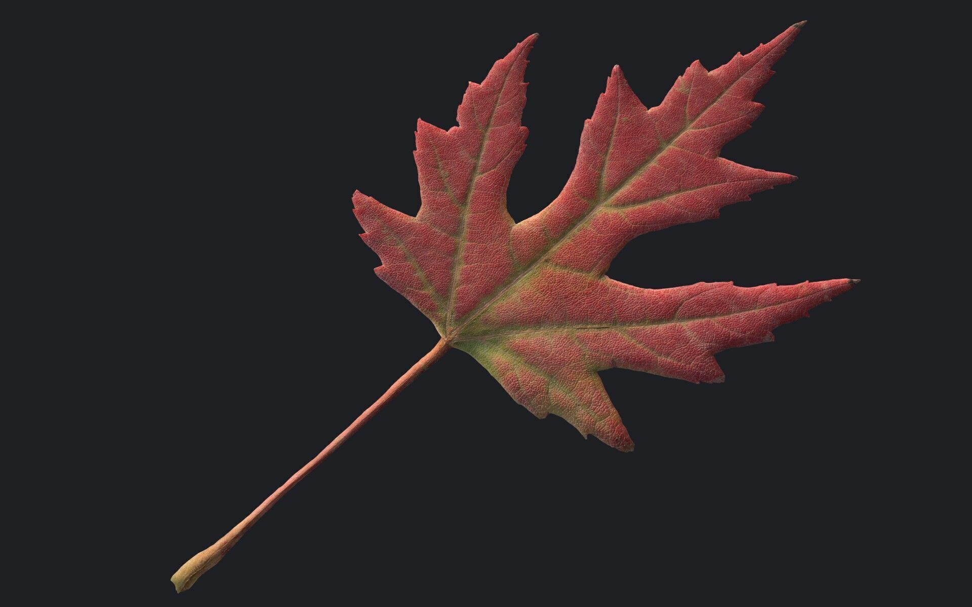 Maple Leaf Texture_20