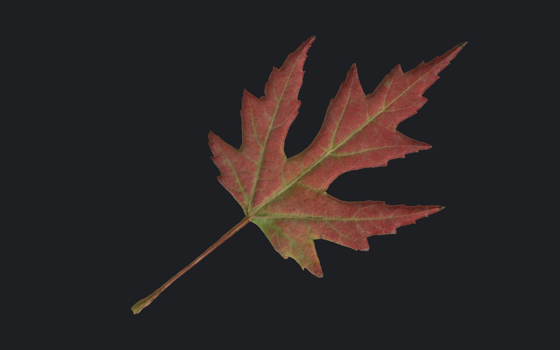 Maple Leaf Texture_11