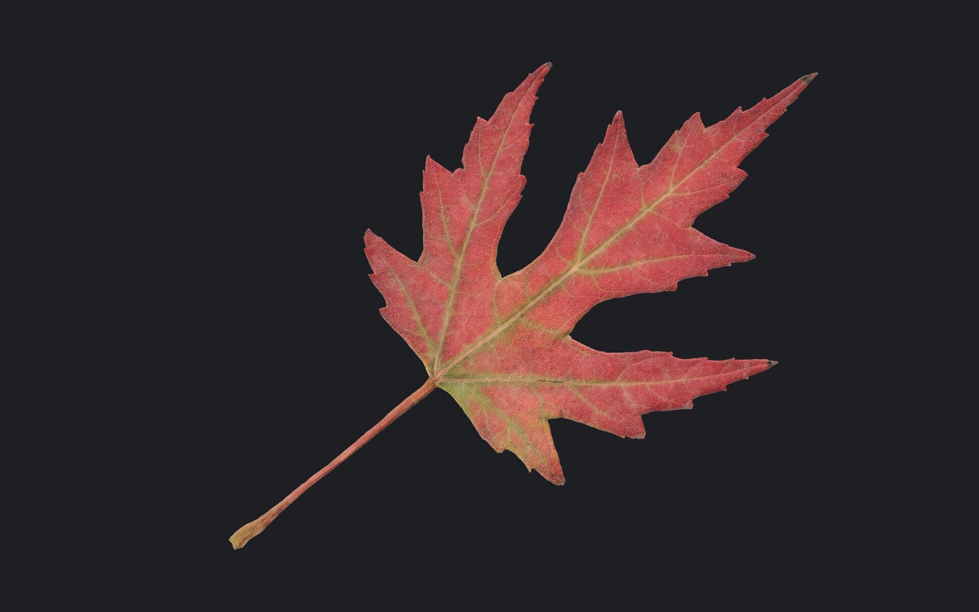 Maple Leaf Texture_5