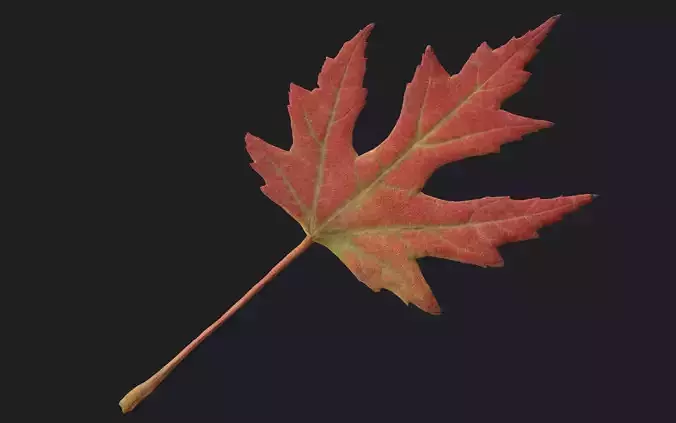 Maple Leaf