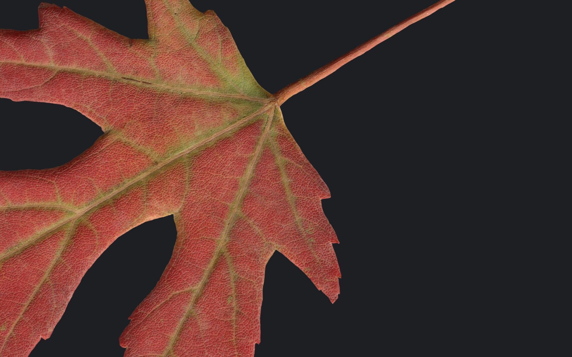 Maple Leaf Texture_1