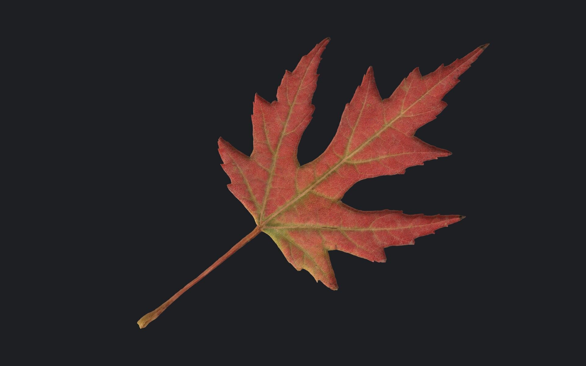 Maple Leaf Texture_13