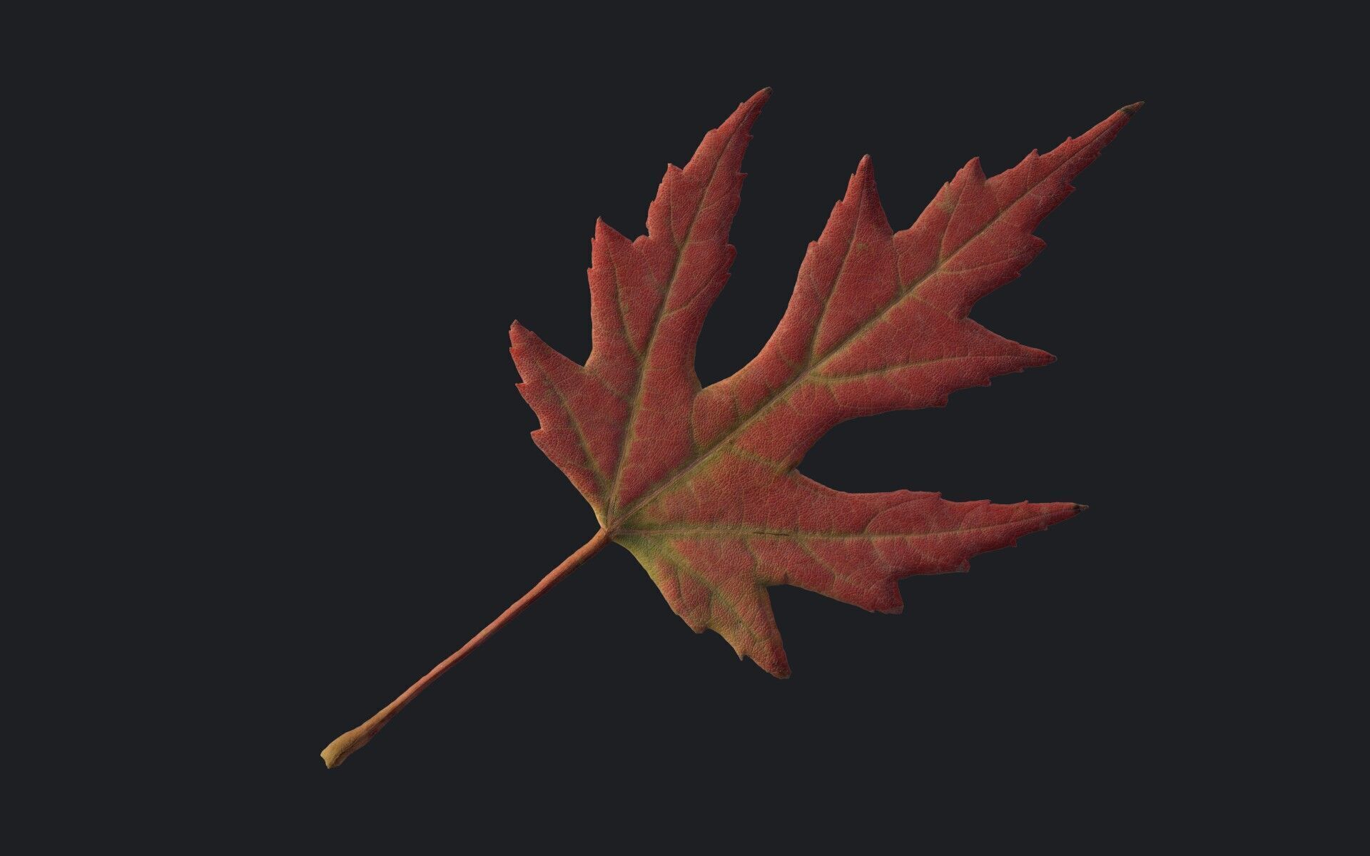 Maple Leaf Texture_12