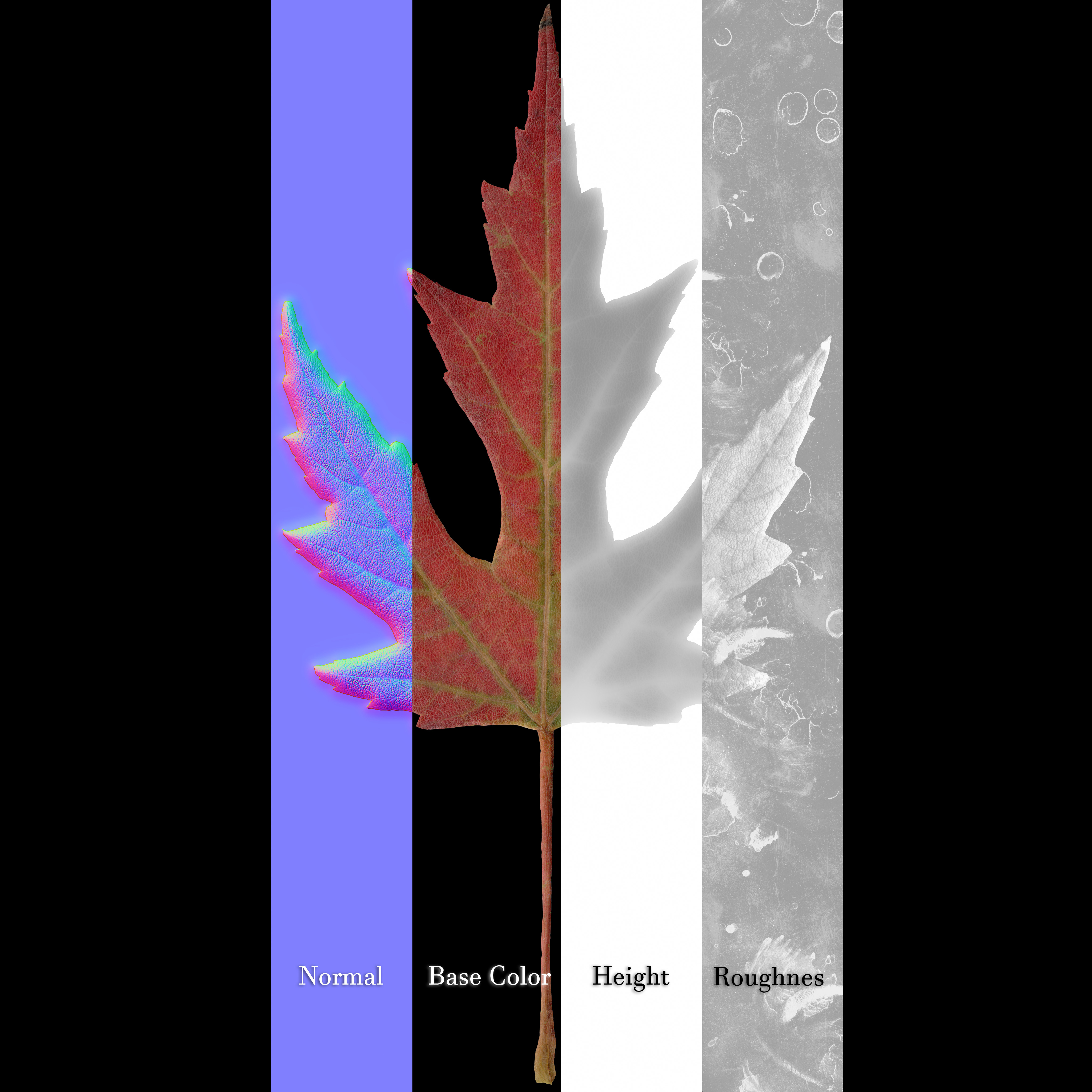 Maple Leaf Texture_4