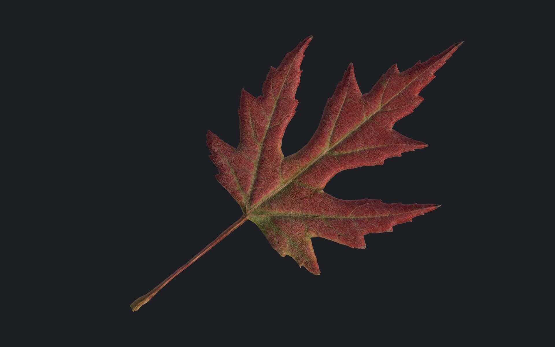 Maple Leaf Texture_10