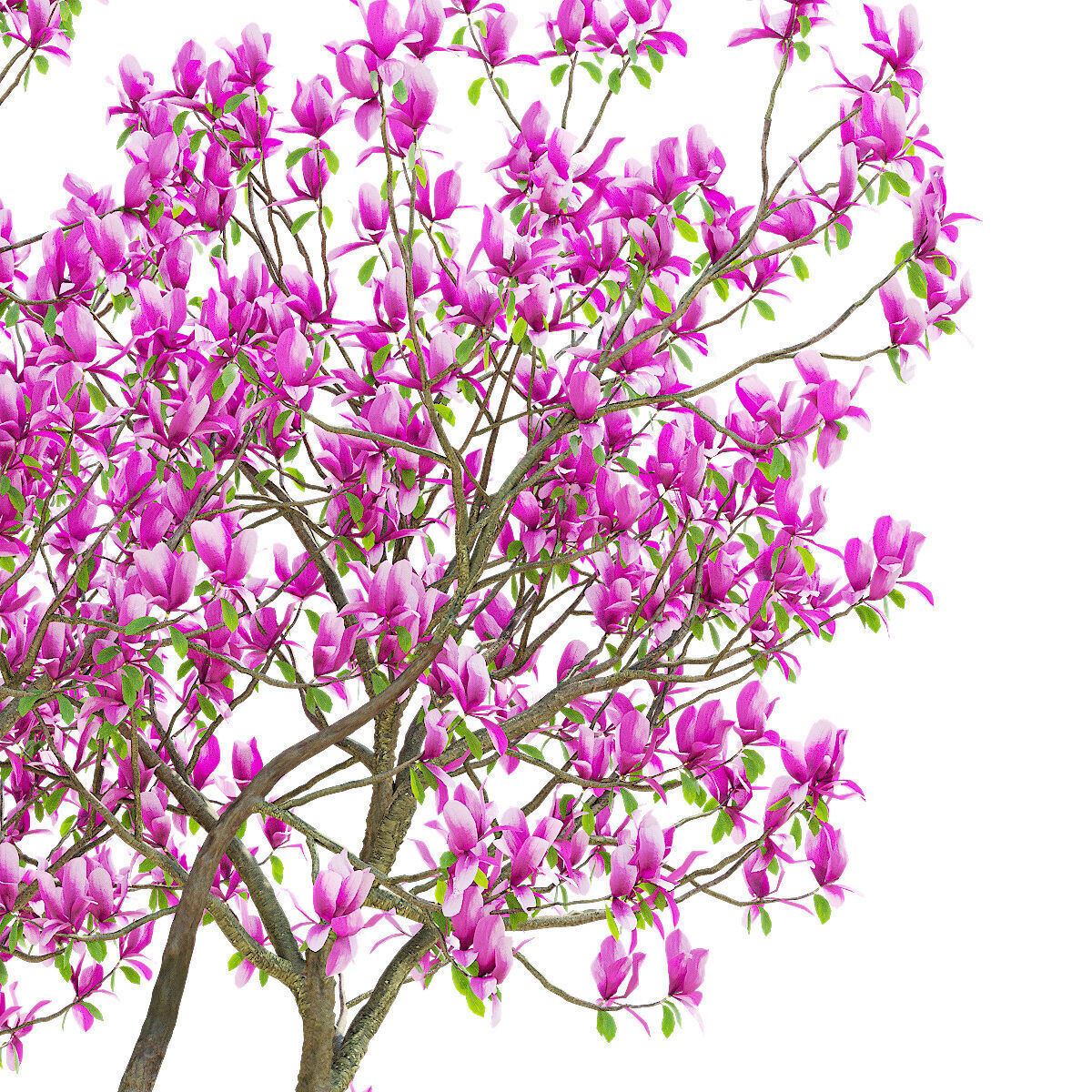 Magnolia tree 3D model_4