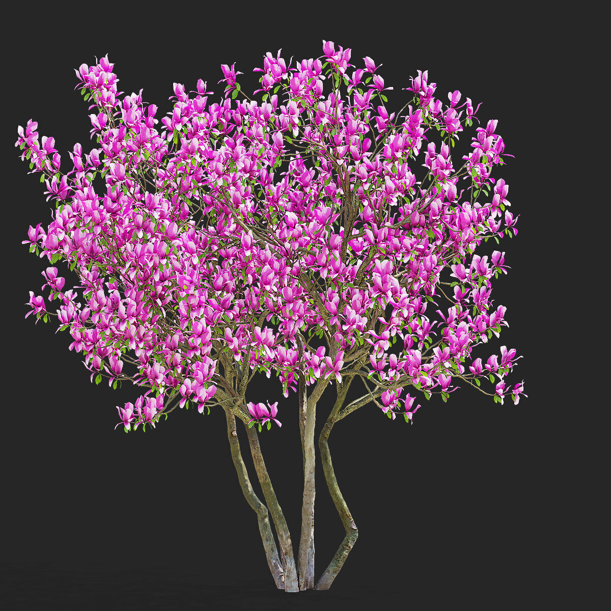 Magnolia tree 3D model_7
