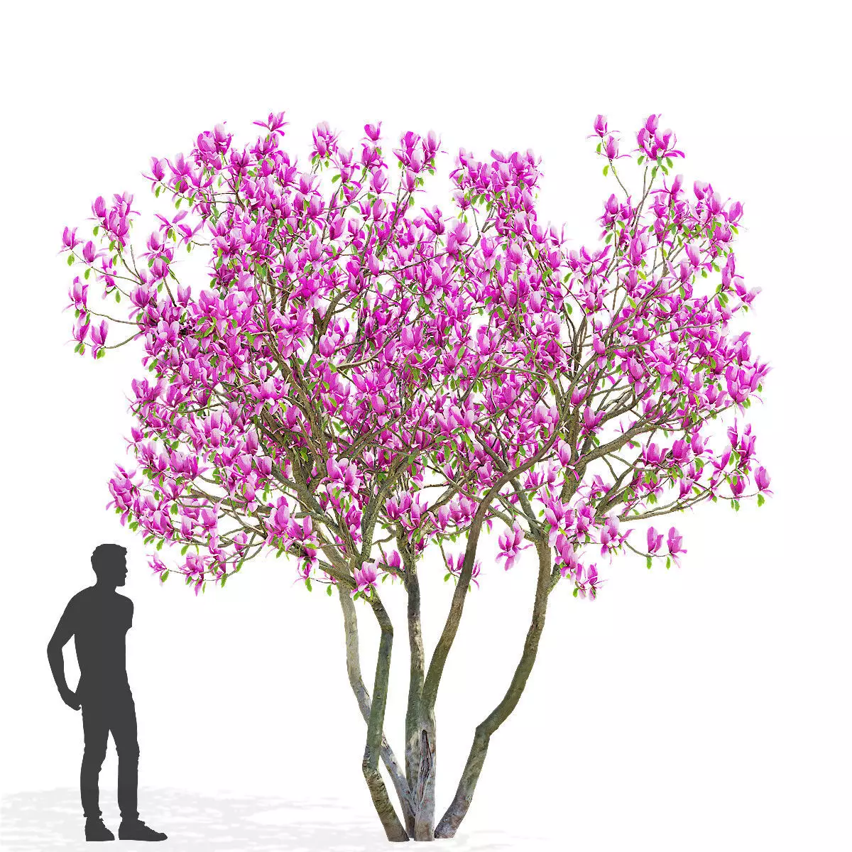Magnolia tree 3D model_0