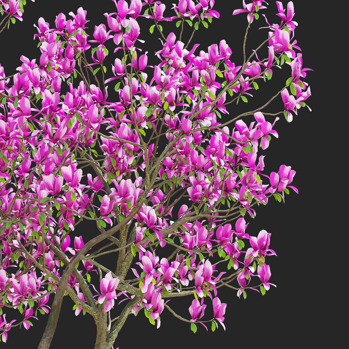 Magnolia tree 3D model_5