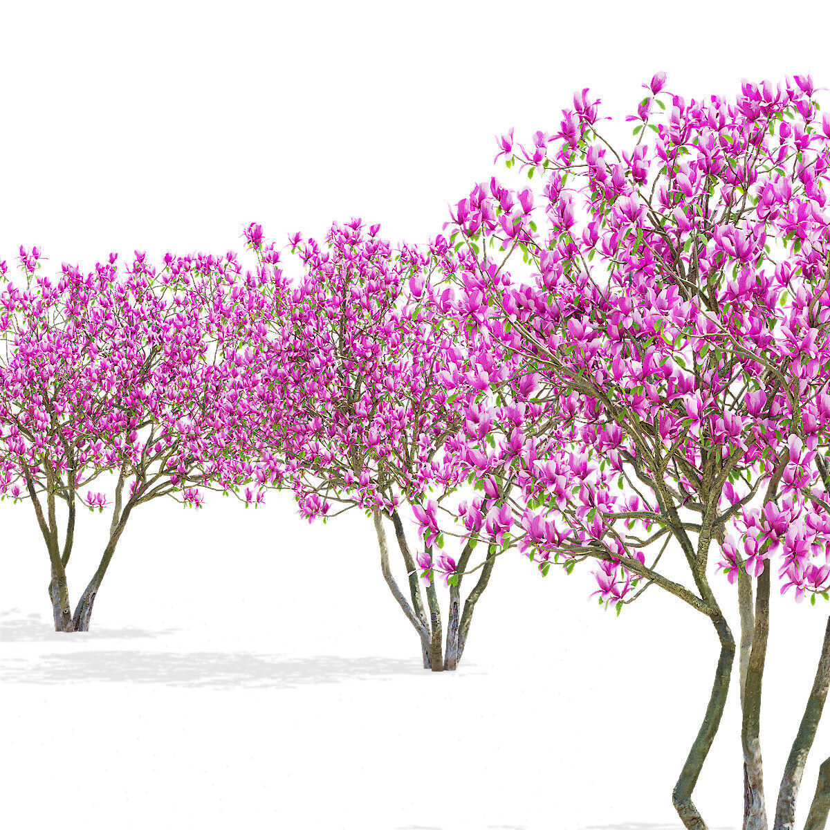 Magnolia tree 3D model_8