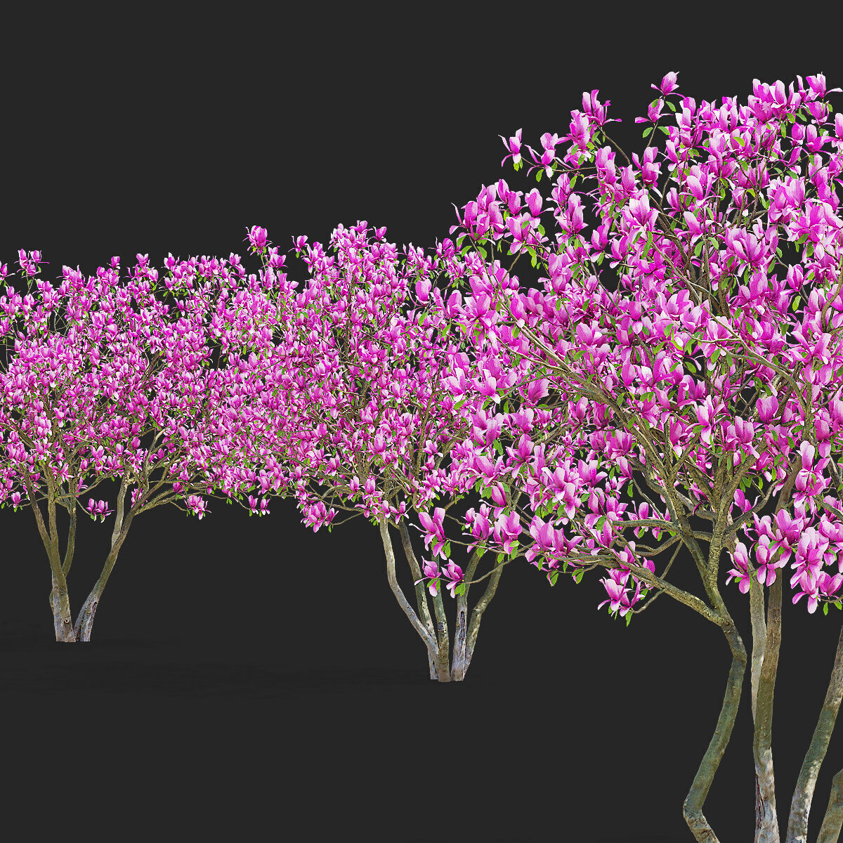 Magnolia tree 3D model_9