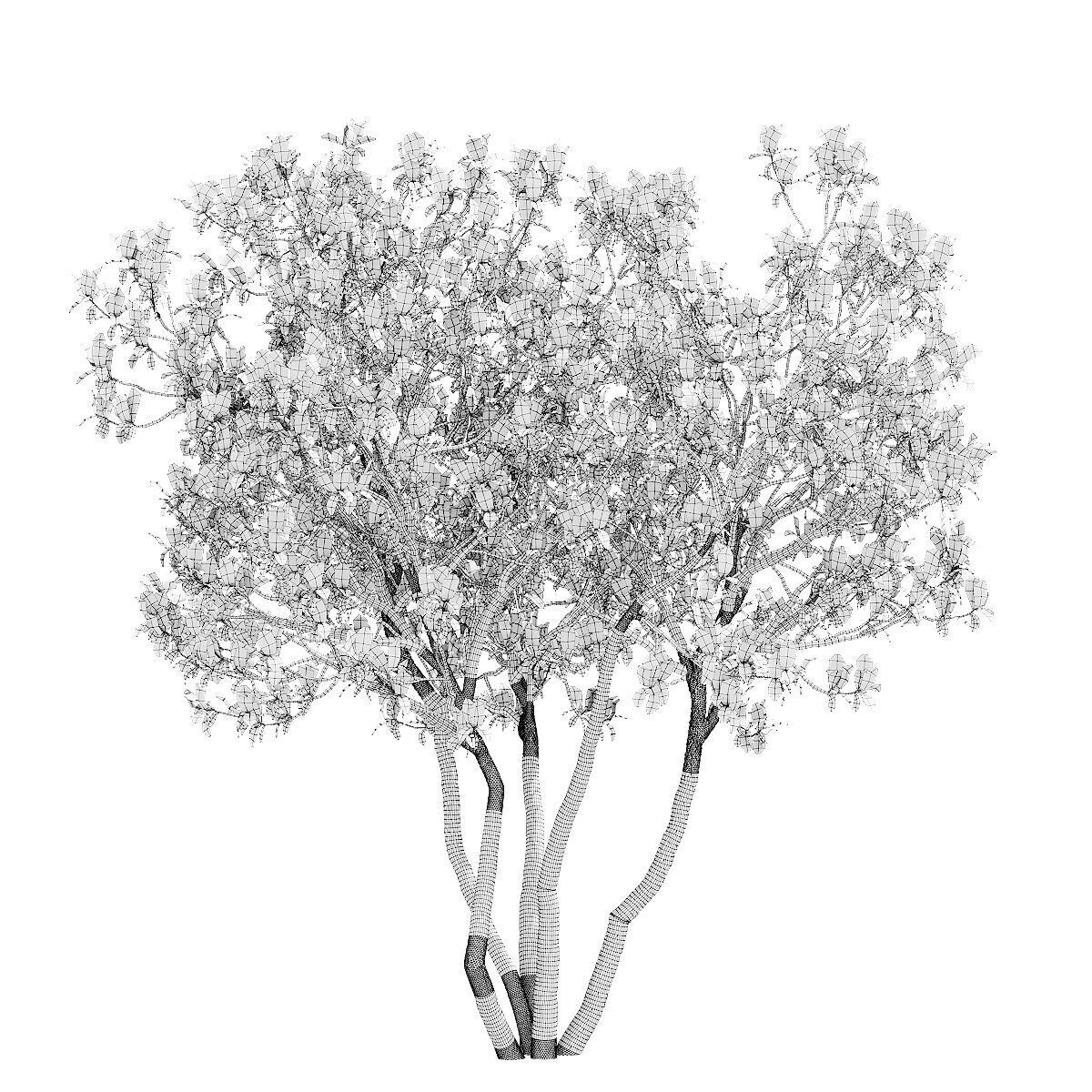 Magnolia tree 3D model_3