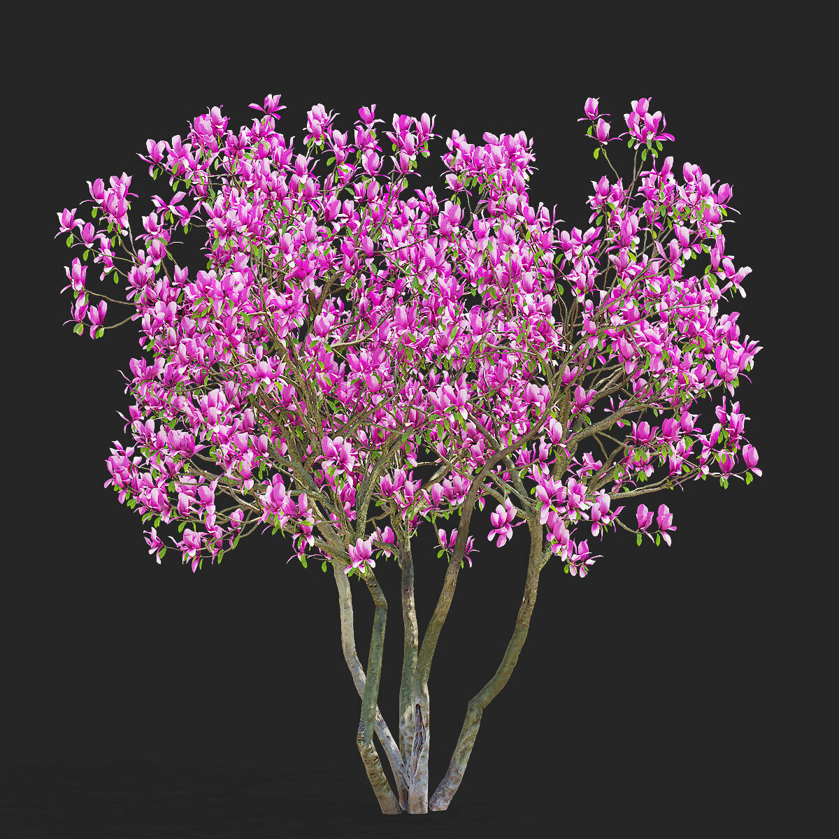 Magnolia tree 3D model_2