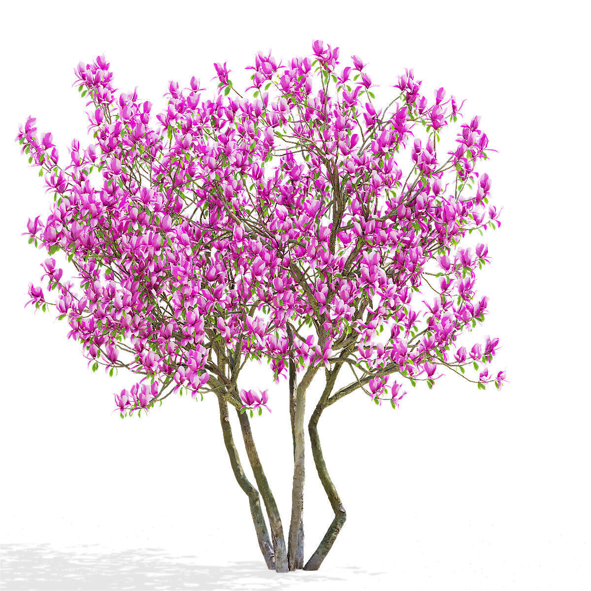 Magnolia tree 3D model_6