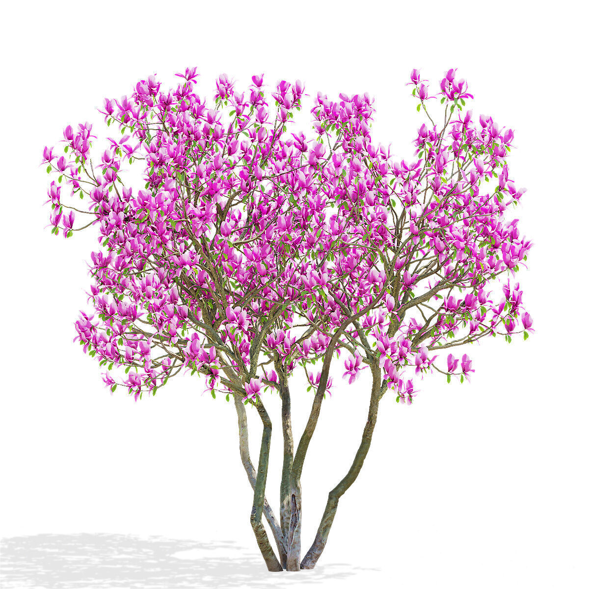 Magnolia tree 3D model_1