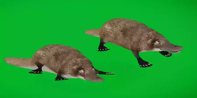 Platypus 