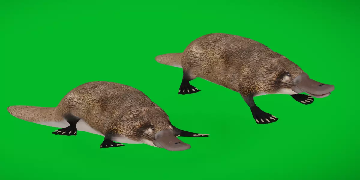 Platypus Low-poly 3D model
