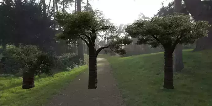 High quality Baobab Tree 01-17 Collection