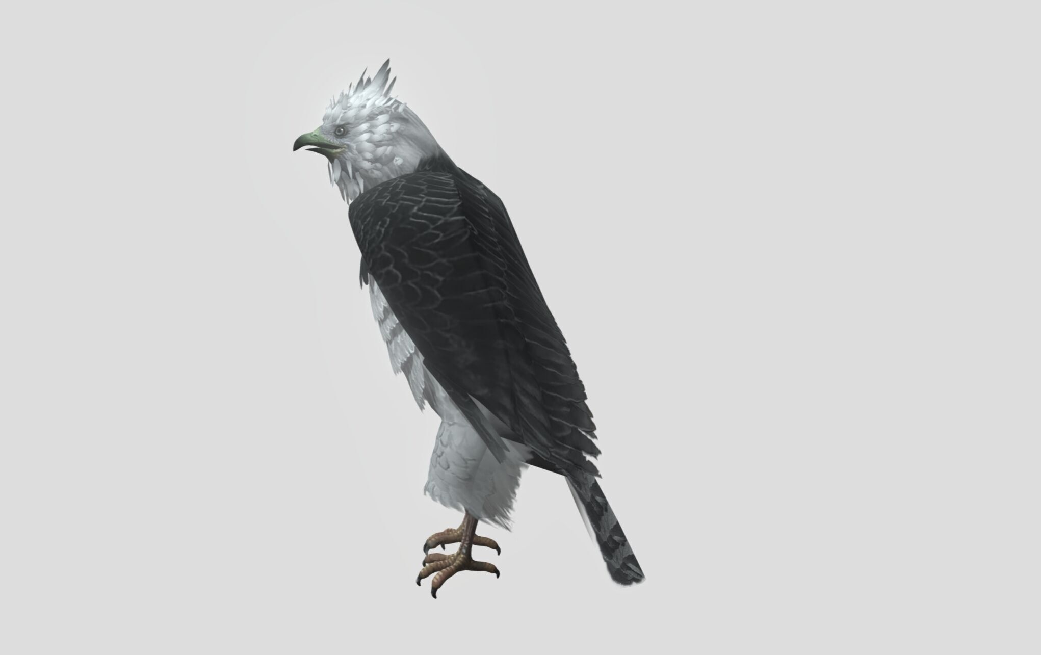 Harpy eagle Low-poly 3D model_2
