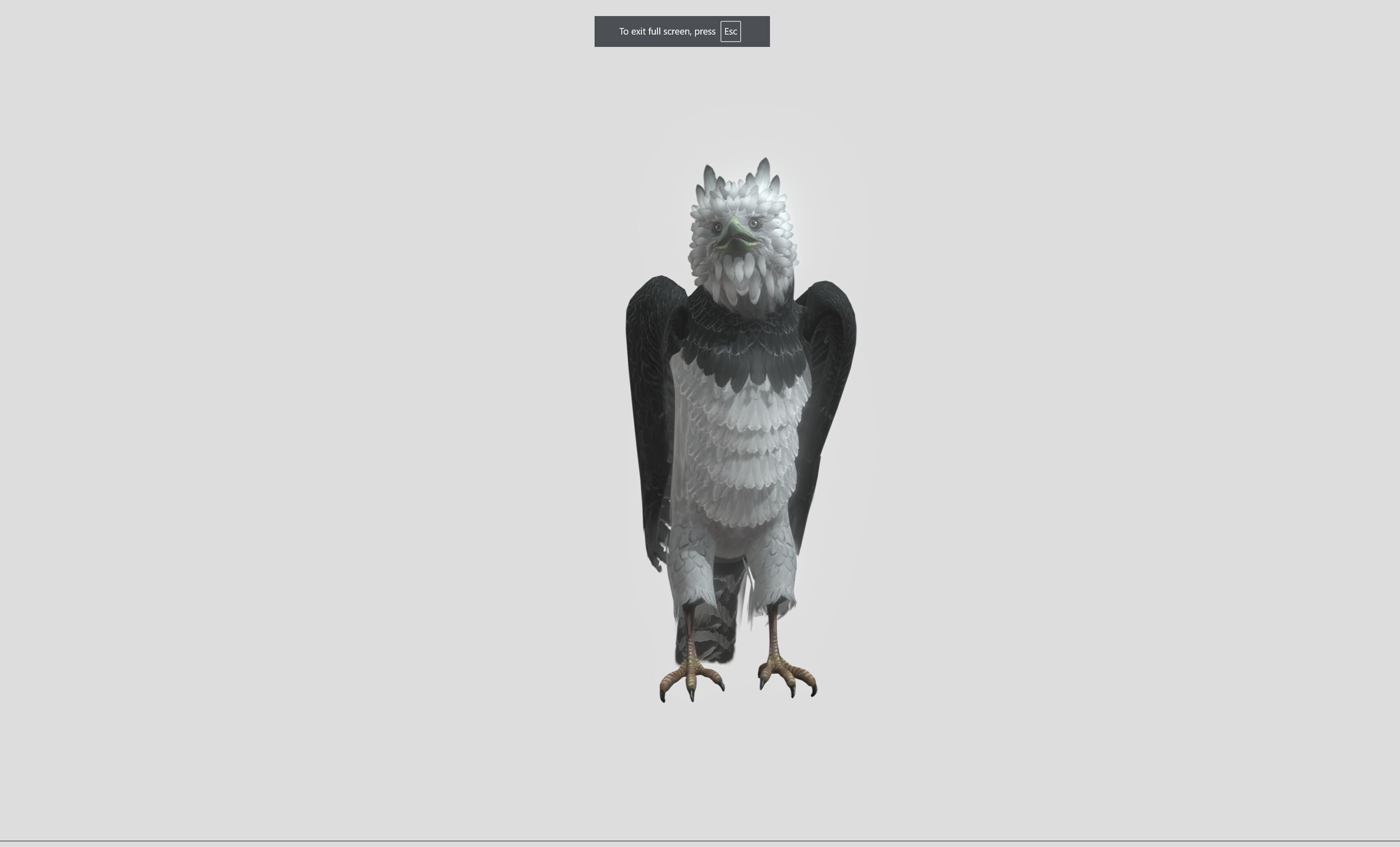 Harpy eagle Low-poly 3D model_3