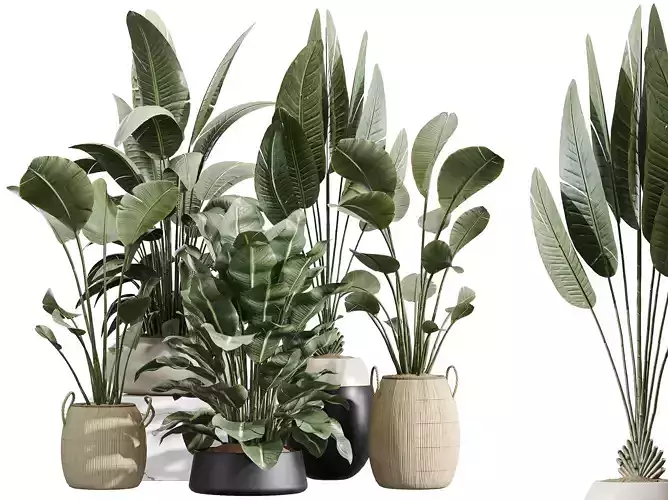 AV Indoor Plants Set 222 ParadiseBird and Banana Nicolai