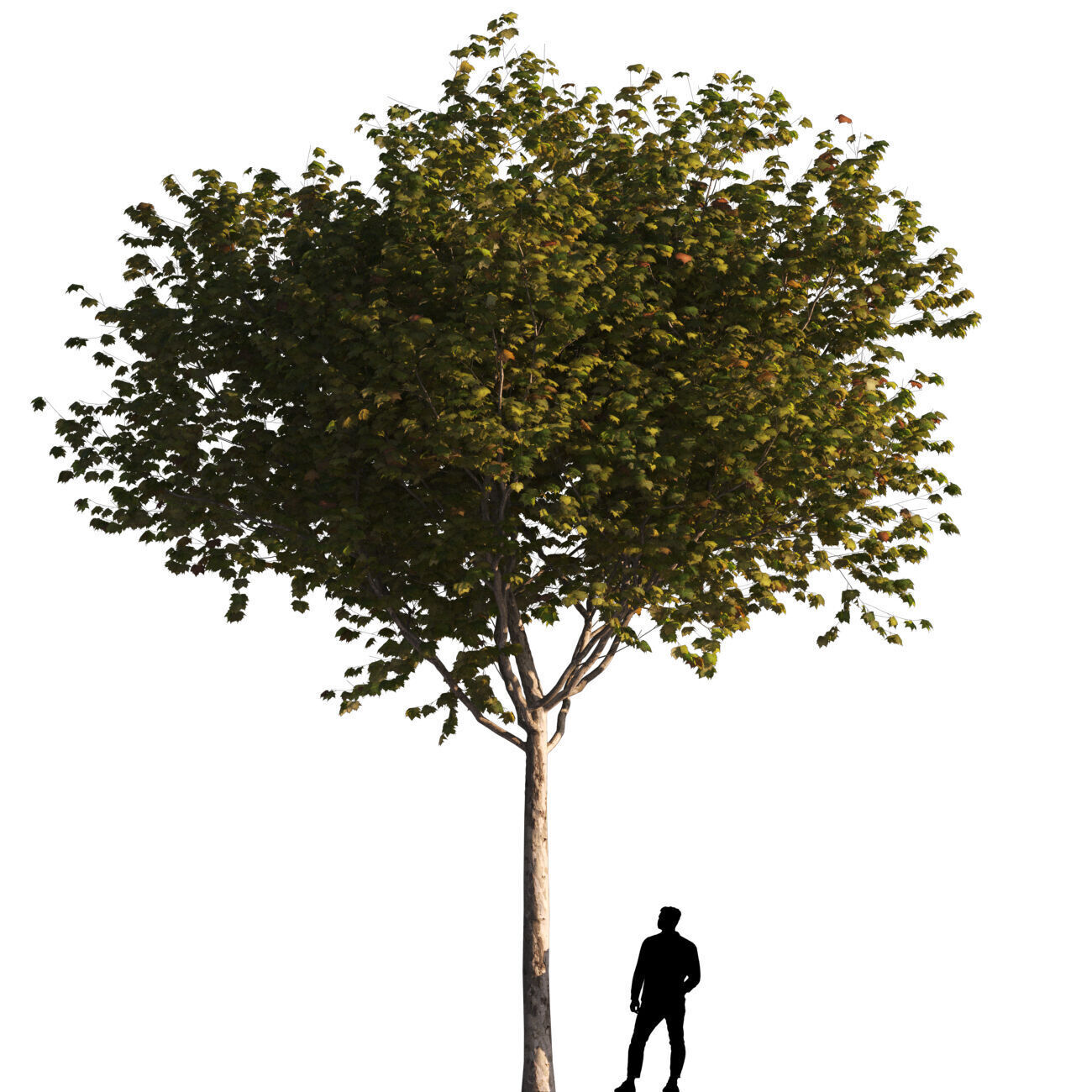 Platanus x hispanica M 03 London plane Platanaceae 3D model 3D model_1