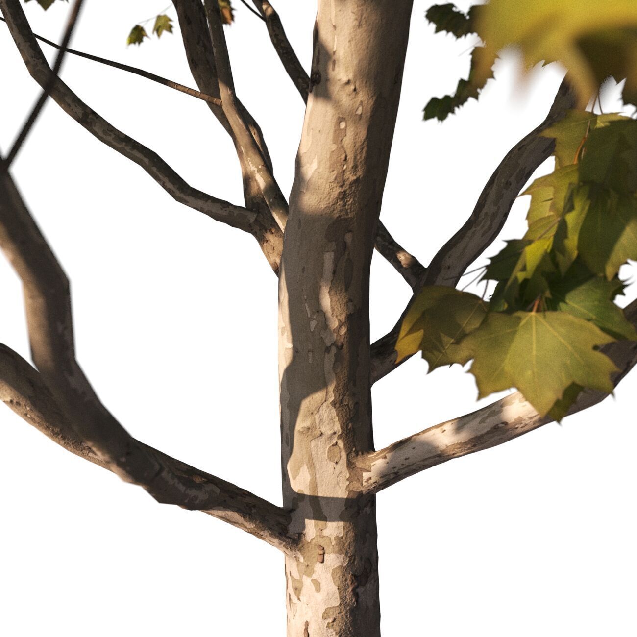 Platanus x hispanica M 03 London plane Platanaceae 3D model 3D model_5