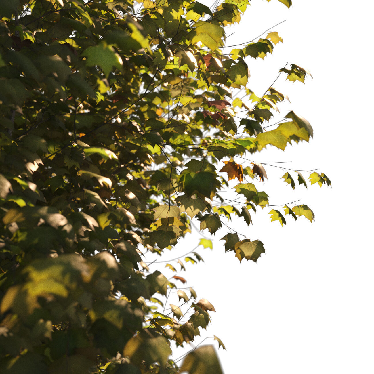 Platanus x hispanica M 03 London plane Platanaceae 3D model 3D model_8