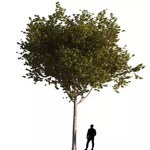 Platanus x hispanica M 03 London plane Platanaceae 3D model
