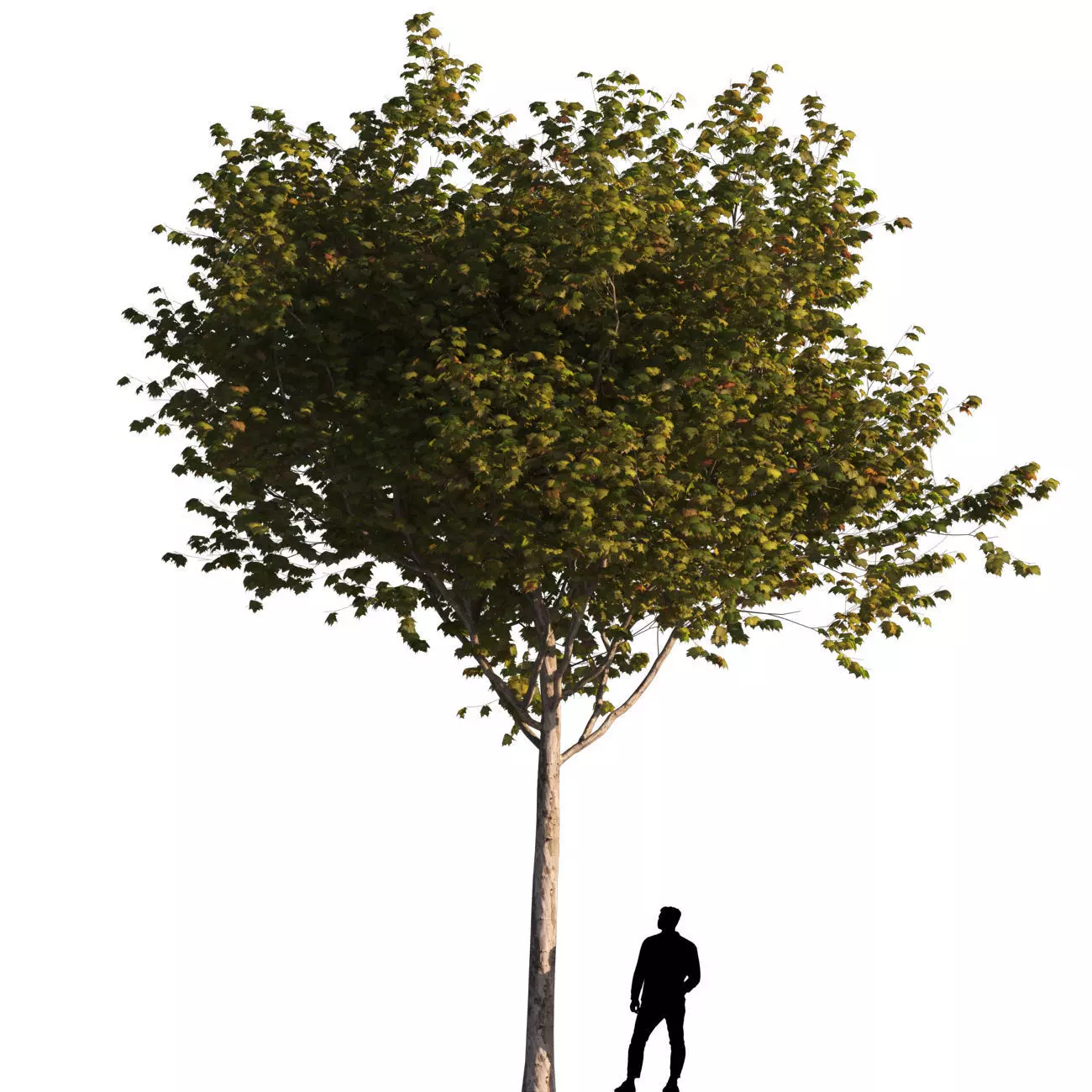 Platanus x hispanica M 03 London plane Platanaceae 3D model 3D model_0