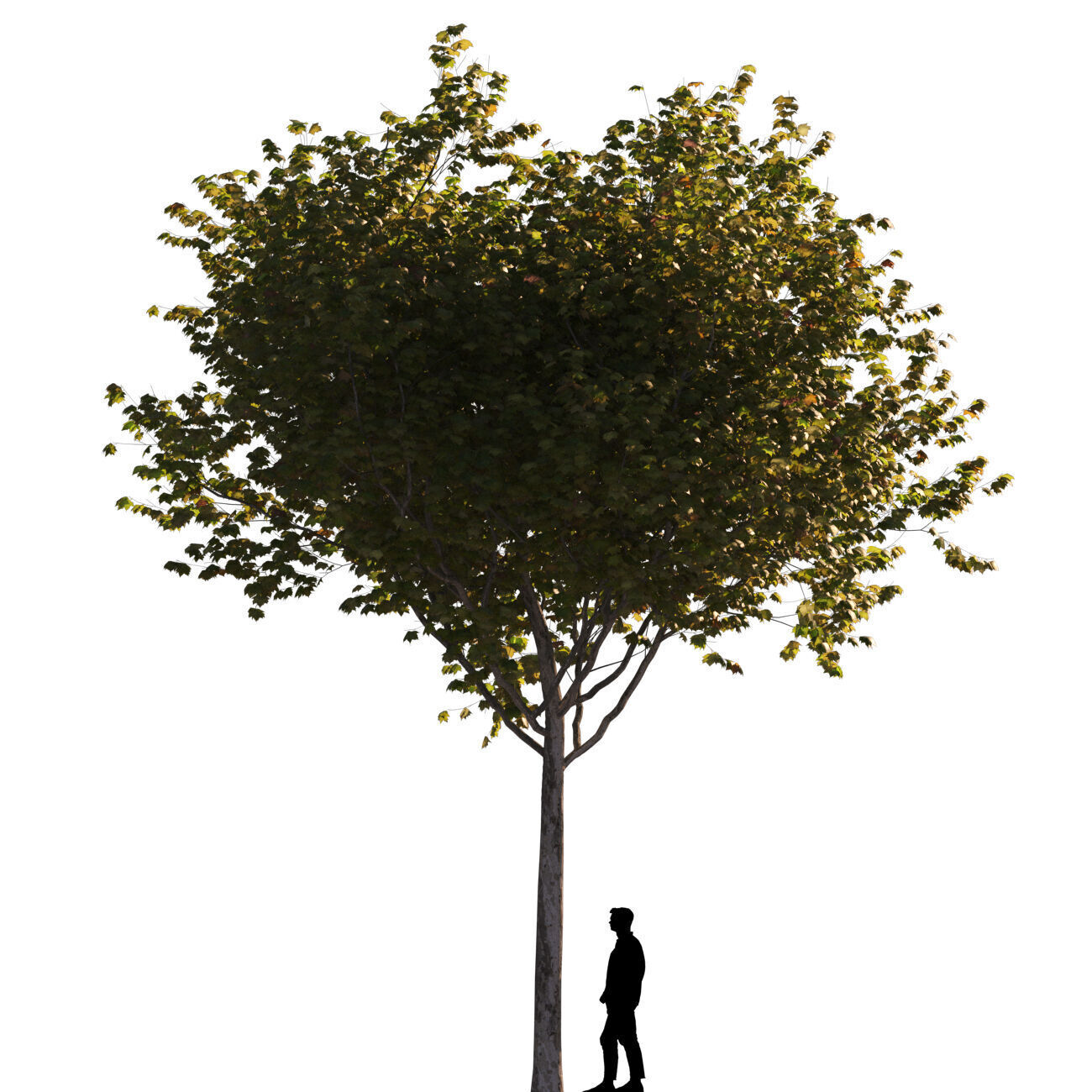 Platanus x hispanica M 03 London plane Platanaceae 3D model 3D model_4