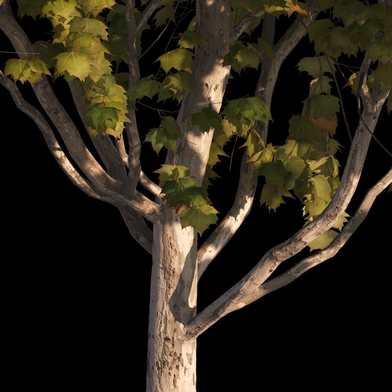 Platanus x hispanica M 03 London plane Platanaceae 3D model 3D model_6