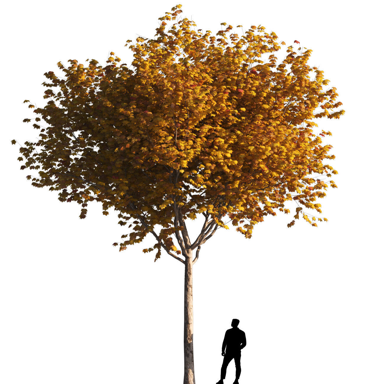 Platanus x hispanica M 03 London plane Platanaceae 3D model 3D model_2