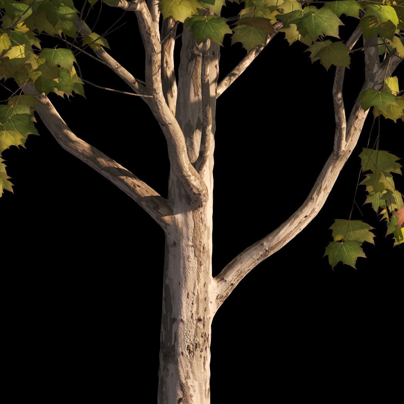 Platanus x hispanica M 04 London plane Platanaceae 3D model_6
