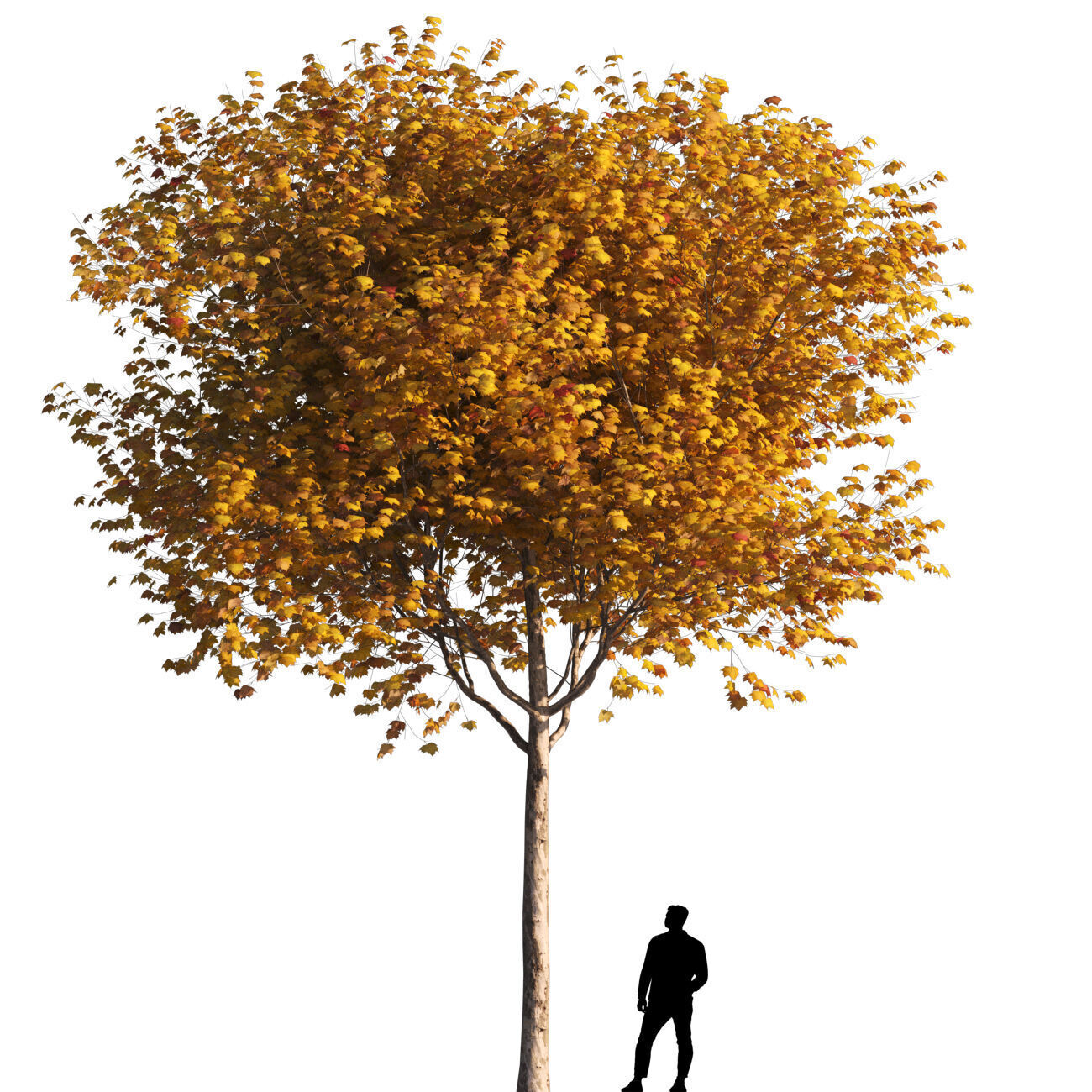 Platanus x hispanica M 04 London plane Platanaceae 3D model_4