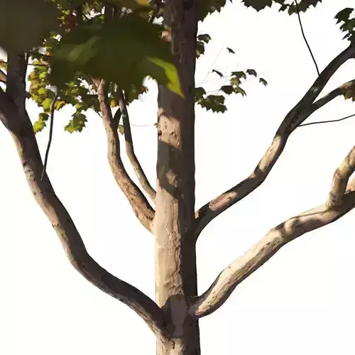 Platanus x hispanica  M 04 London plane Platanaceae